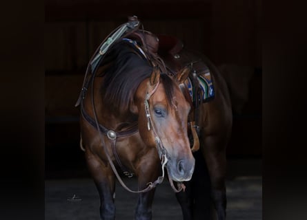 American Quarter Horse, Wallach, 10 Jahre, 152 cm, Rotbrauner