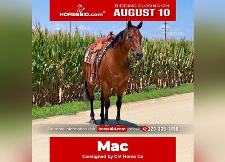 American Quarter Horse, Wallach, 10 Jahre, 152 cm, Rotbrauner