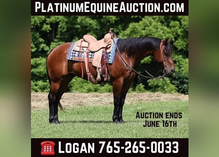 American Quarter Horse, Wallach, 10 Jahre, 152 cm, Rotbrauner