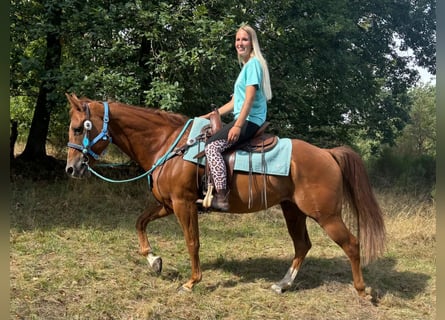 American Quarter Horse, Wallach, 10 Jahre, 153 cm, Fuchs