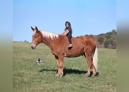 American Quarter Horse, Wallach, 10 Jahre, 153 cm, Rotfuchs