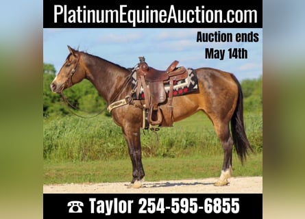 American Quarter Horse, Wallach, 10 Jahre, 155 cm, Buckskin