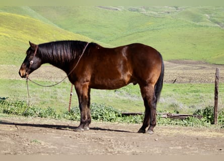American Quarter Horse, Wallach, 10 Jahre, 155 cm, Rotbrauner