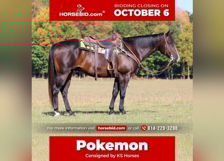 American Quarter Horse, Wallach, 10 Jahre, 155 cm, Rotbrauner