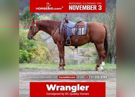 American Quarter Horse, Wallach, 10 Jahre, 155 cm, Rotfuchs
