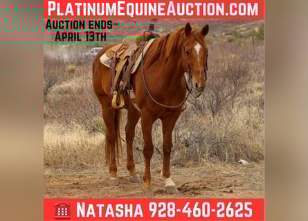 American Quarter Horse, Wallach, 10 Jahre, 157 cm, Dunkelfuchs