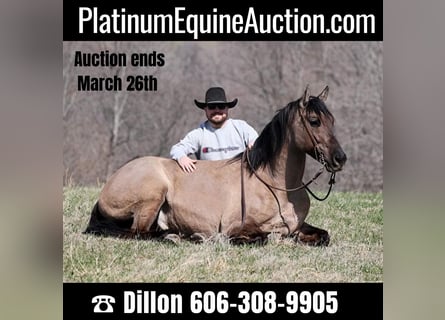 American Quarter Horse, Wallach, 10 Jahre, 157 cm, Grullo
