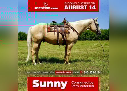 American Quarter Horse, Wallach, 10 Jahre, 157 cm, Palomino