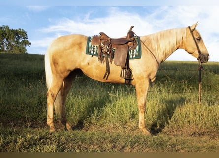 American Quarter Horse, Wallach, 10 Jahre, 157 cm, Palomino
