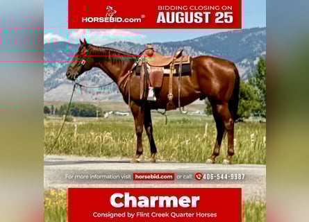 American Quarter Horse, Wallach, 10 Jahre, 157 cm, Rotfuchs