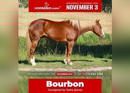American Quarter Horse, Wallach, 10 Jahre, 157 cm, Rotfuchs