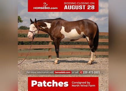 American Quarter Horse, Wallach, 10 Jahre, 157 cm, Schecke