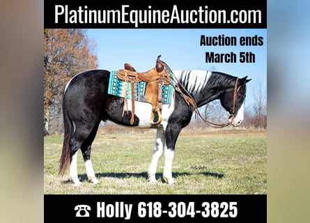 American Quarter Horse, Wallach, 10 Jahre, 157 cm, Tobiano-alle-Farben