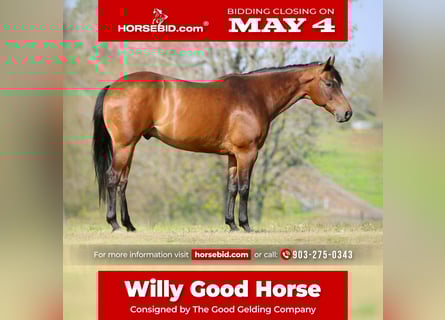 American Quarter Horse, Wallach, 10 Jahre, 163 cm, Rotbrauner