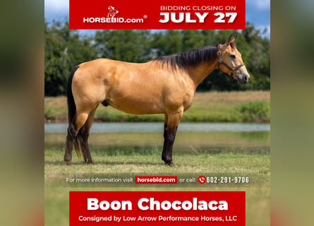 American Quarter Horse, Wallach, 10 Jahre, Buckskin