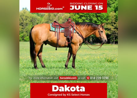 American Quarter Horse, Wallach, 10 Jahre, Buckskin