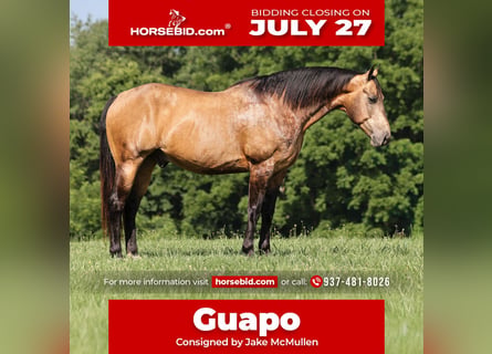 American Quarter Horse, Wallach, 10 Jahre, Buckskin