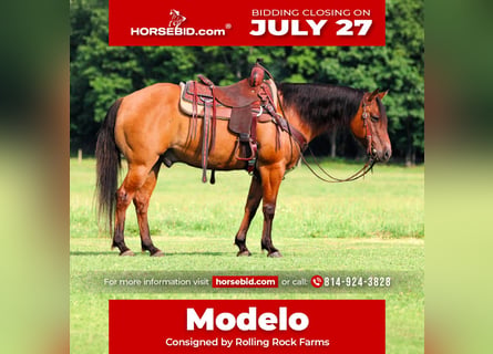 American Quarter Horse, Wallach, 10 Jahre, Falbe