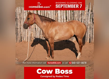 American Quarter Horse, Wallach, 10 Jahre, Falbe