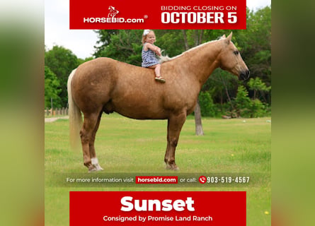 American Quarter Horse, Wallach, 10 Jahre, Palomino