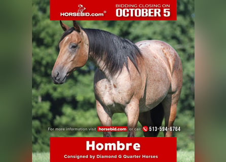 American Quarter Horse, Wallach, 10 Jahre, Roan-Bay