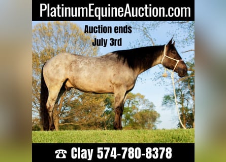 American Quarter Horse, Wallach, 10 Jahre, Roan-Blue