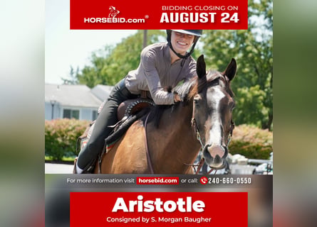 American Quarter Horse, Wallach, 10 Jahre, Rotbrauner