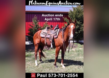 American Quarter Horse, Wallach, 10 Jahre, Rotbrauner