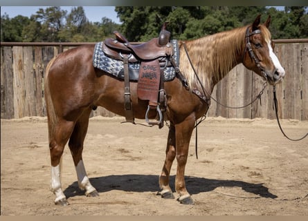 American Quarter Horse, Wallach, 10 Jahre, Rotfuchs