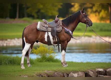 American Quarter Horse, Wallach, 10 Jahre, Schecke