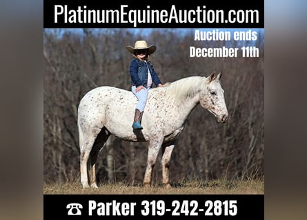 American Quarter Horse, Wallach, 11 Jahre, 137 cm, Rotbrauner