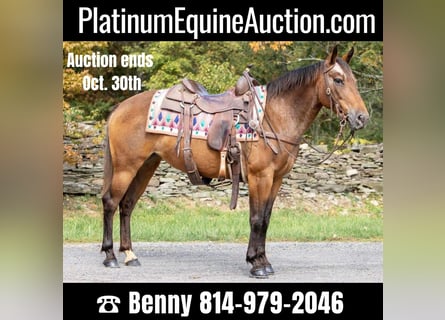 American Quarter Horse, Wallach, 11 Jahre, 137 cm, Rotbrauner