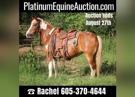 American Quarter Horse, Wallach, 11 Jahre, 137 cm, Tobiano-alle-Farben