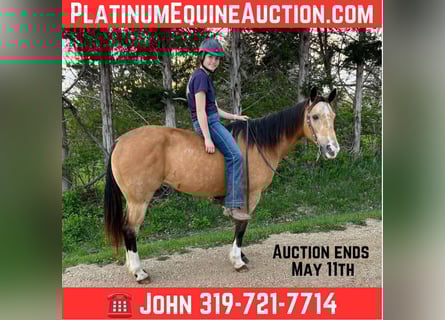 American Quarter Horse, Wallach, 11 Jahre, 142 cm, Buckskin