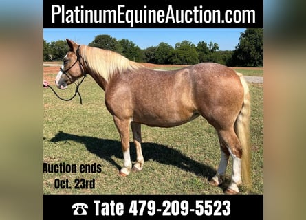 American Quarter Horse, Wallach, 11 Jahre, 142 cm, Palomino