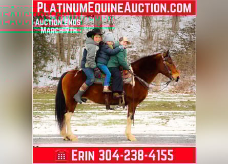 American Quarter Horse, Wallach, 11 Jahre, 142 cm, Rotbrauner