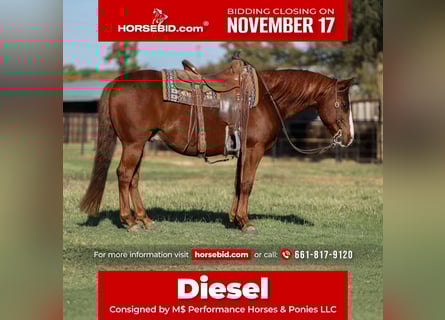 American Quarter Horse, Wallach, 11 Jahre, 142 cm, Rotfuchs