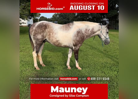 American Quarter Horse, Wallach, 11 Jahre, 142 cm, Schimmel