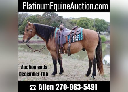 American Quarter Horse, Wallach, 11 Jahre, 147 cm, Buckskin