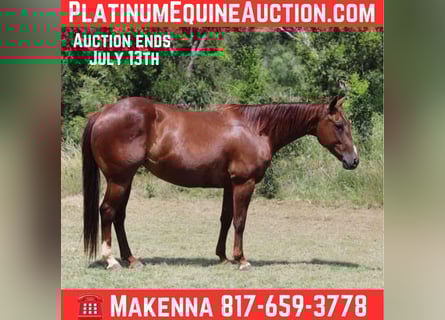 American Quarter Horse, Wallach, 11 Jahre, 147 cm, Dunkelfuchs
