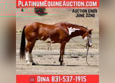 American Quarter Horse, Wallach, 11 Jahre, 147 cm, Overo-alle-Farben