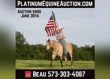 American Quarter Horse, Wallach, 11 Jahre, 150 cm, Buckskin