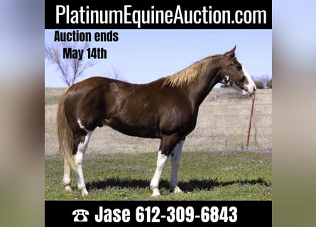 American Quarter Horse, Wallach, 11 Jahre, 150 cm, Dunkelfuchs