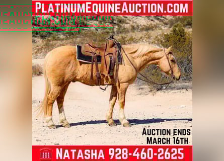 American Quarter Horse, Wallach, 11 Jahre, 150 cm, Palomino