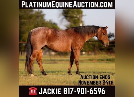 American Quarter Horse, Wallach, 11 Jahre, 150 cm, Rotbrauner