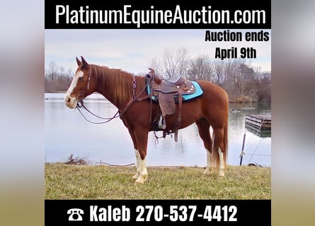 American Quarter Horse, Wallach, 11 Jahre, 150 cm, Rotfuchs