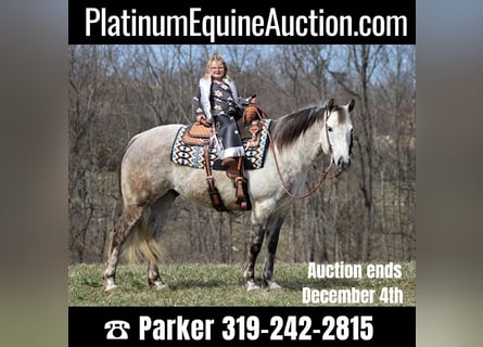 American Quarter Horse, Wallach, 11 Jahre, 152 cm, Apfelschimmel
