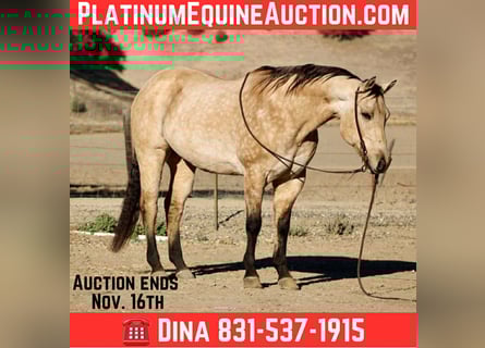 American Quarter Horse, Wallach, 11 Jahre, 152 cm, Buckskin