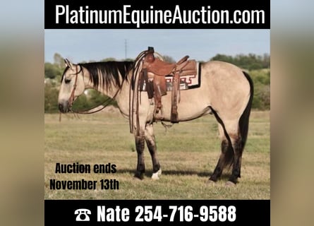 American Quarter Horse, Wallach, 11 Jahre, 152 cm, Falbe