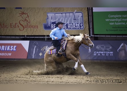 American Quarter Horse, Wallach, 11 Jahre, 152 cm, Fuchs